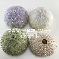 NO.68-152 アーチン(ウニ殻) ４種類アソート ４ケセット