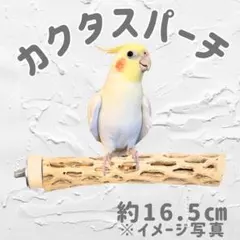 2026年最新】カクタスパーチの人気アイテム - メルカリ