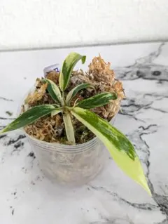 2025年最新】フロリダ トータムの人気アイテム - メルカリ