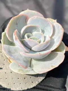 2025年最新】ブルーサプライズ 多肉の人気アイテム - メルカリ