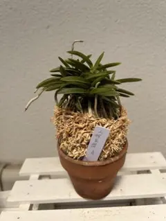 2026年最新】富貴蘭豆葉の人気アイテム - メルカリ