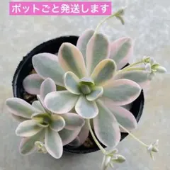 2026年最新】子持ち蓮華錦 鏡花の人気アイテム - メルカリ