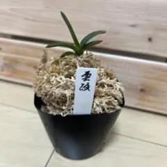 風蘭鉢　富貴蘭　九谷焼 風蘭鉢 富貴蘭 九谷焼 富貴蘭鉢 | 東洋蘭専門店 京都蘭センター