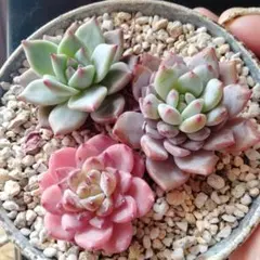 トマト様 リクエスト 3点 まとめ商品