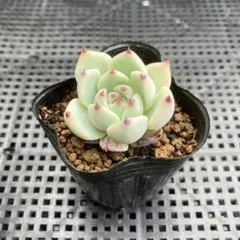 おらいさん ロメオ×ざわわ コロラータ×ざわわ 札付き2個セット 2025年最新】コロラータ ざわわの人気アイテム - メルカリ