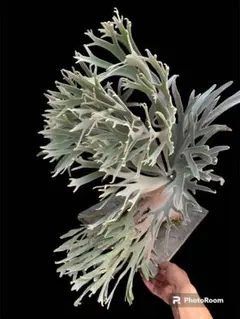 P.pedro tatsuta oc子株② ビカクシダ コウモリラン - メルカリ