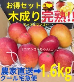 木成り完熟 (⁎ᴗ͈ˬᴗ͈⁎) １６２４ｇ アップルマンゴ〜セットのサムネイル