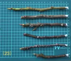 2026年最新】Martinencaの人気アイテム - メルカリ