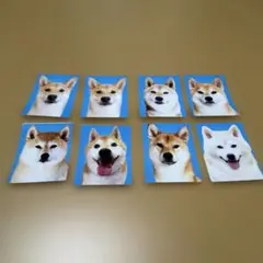 赤の他人の赤柴の証明写真 柴犬証明写真 奇人クラブ 8枚セット