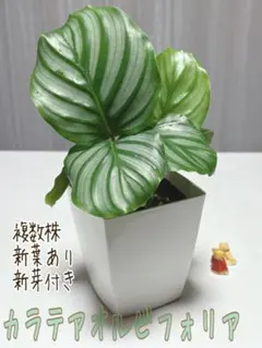 カラテアオルビフォリア　美苗　複数株　脇芽付　新葉　美斑入り　ネコポス発送のサムネイル