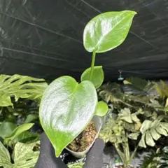 2026年最新】モンステラハーフムーンの人気アイテム - メルカリ