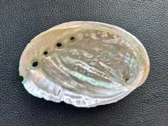 アワビ貝殻 磨き アバロンシェルNo.6