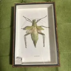 2026年最新】標本 ナナフシの人気アイテム - メルカリ