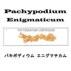 2026年最新】パキポディウム エニグマチカムの人気アイテム - メルカリ