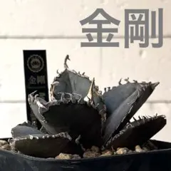 2026年最新】アガベ金剛の人気アイテム - メルカリ