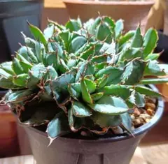 アガベ　フィリグリー　メルカリ便 AGAVE TITANOTA フィリグリー】アガベ チタノタ 大株 - メルカリ