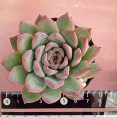 Top【選抜株】多肉植物 25412クイーンオブピーチ 105個 プラグトレー苗