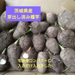 プロフ必読！！秀ちゃん様 リクエスト 2点 まとめ商品