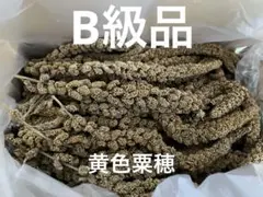 フランス産 赤粟穂 粟穂 - メルカリ