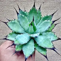 2025年最新】八荒雷神の人気アイテム - メルカリ