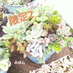 大人気!! 今だけ値下げ多肉植物おまかせセット 多肉弁当 カット苗
