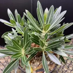 2025年最新】綴化 グラキリスの人気アイテム - メルカリ