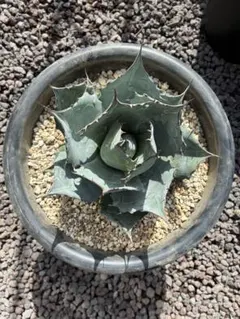 2026年最新】アガベ パラサナ グローブの人気アイテム - メルカリ