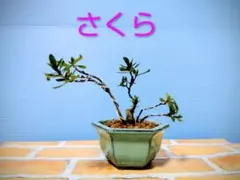 さつき盆栽 【大雪山】青い鉢 中型 皐月盆栽 さつき盆栽 【大雪山】青い鉢 中型 皐月盆栽 大盃 皐月 さつき