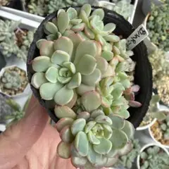 KU様 リクエスト 2点 まとめ商品