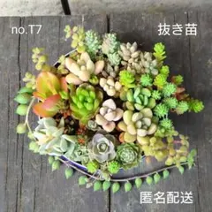 フォロワー様888人*感謝セット*そのまま飾れる多肉植物の寄せ植え 25