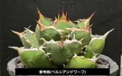 2026年最新】ネームドアガベの人気アイテム - メルカリ