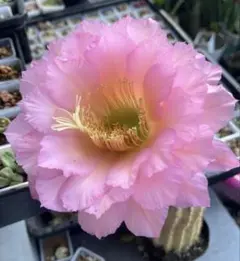 良香】多肉植物 大輪咲 花サボテン 緑の芯 - メルカリ