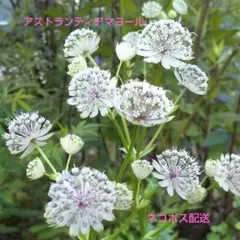 アストランティア マヨール 白 株分け苗 1株 ネコポス配送 1のサムネイル