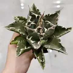 2026年最新】ドラゴンアガベの人気アイテム - メルカリ