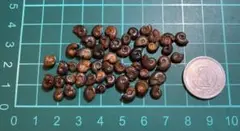 【特価⭐︎】ミニアンモナイト小さめ50個①