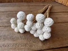 ✨ 在庫僅 20本【567】ステルンクーゲル　ブリーチ　ドライ　スワッグ　輸入