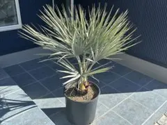 2025年最新】ブラヘアアルマータの人気アイテム - メルカリ