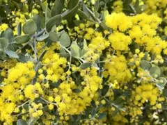 ［値下げ］パールアカシア　フレッシュ★80サイズ★ミモザ③