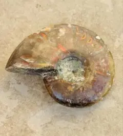 【⭐️時代を駆ける⭐️】茶色 オパールマダガスカル産 アンモナイト 化石
