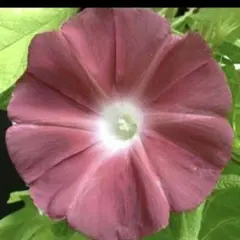 希少】変化朝顔 青渦蜻蛉葉薄茶丸咲 種 アサガオ 大輪朝顔 【ラスト