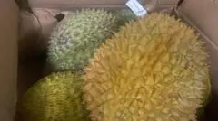 ドリアン 訳あり品 表面一部にカビ 5kg 佐川冷蔵発送 - メルカリ