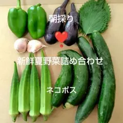 【兵庫県産】数量限定★新鮮夏野菜詰め合わせ　新鮮夏野菜セット 　農薬不使用