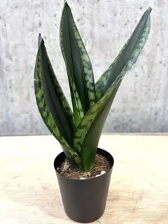 2026年最新】観葉植物 サンスベリアの人気アイテム - メルカリ