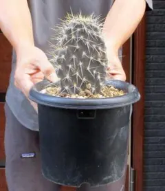 激レア　ガラパゴス黒肌ウチワサボテン　オプンチアガラパゲイア　鉢植え ガラパゴス団扇 黒肌白刺（新茎節つき）｜サボテン - メルカリ