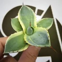 2026年最新】上澳園芸の人気アイテム - メルカリ