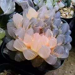 多肉植物 ハオルチア 翠雲錦 極上斑 糊斑 紫肌 親株 超美品 - メルカリ