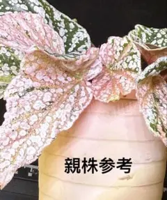 2026年最新】ベゴニアスノーキャップの人気アイテム - メルカリ