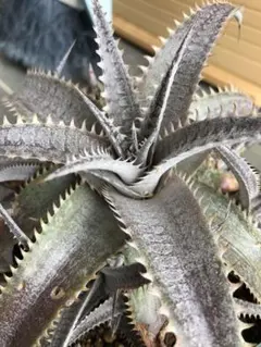 2026年最新】品種名：ブロメリア・ディッキア ブロメリア・エアー