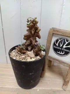 大株 特選 現地株 オトンナ ヘレー 2025年最新】オトンナ ヘレーの人気アイテム - メルカリ