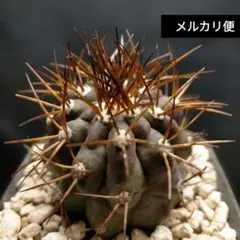 2026年最新】ハセルトニアナの人気アイテム - メルカリ